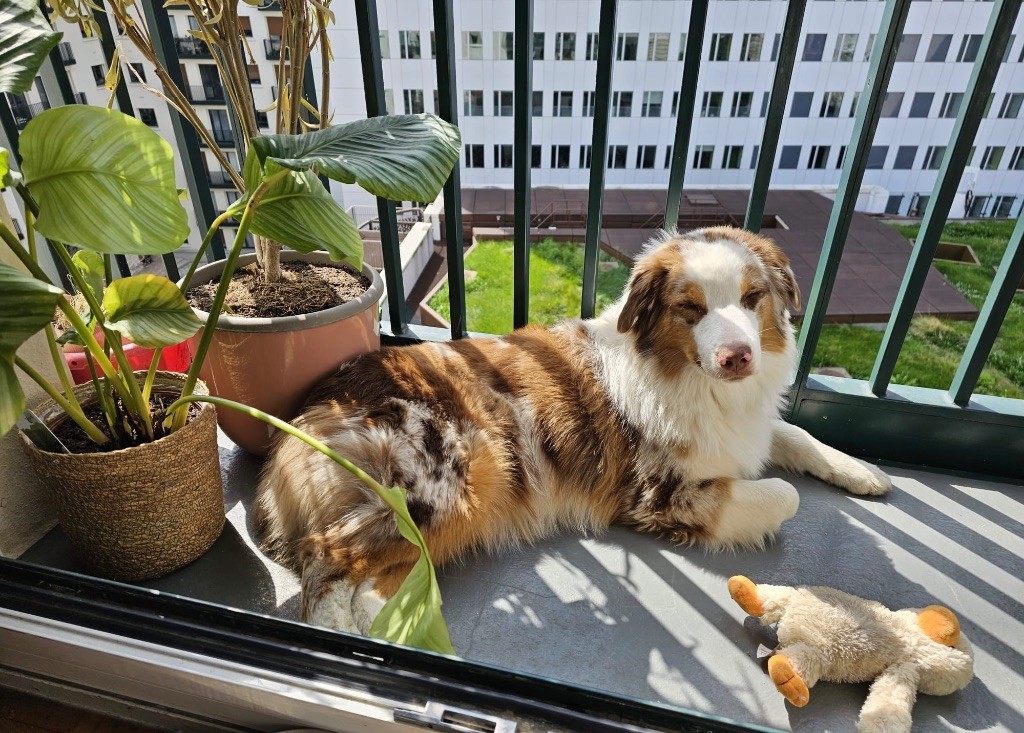 Taïma