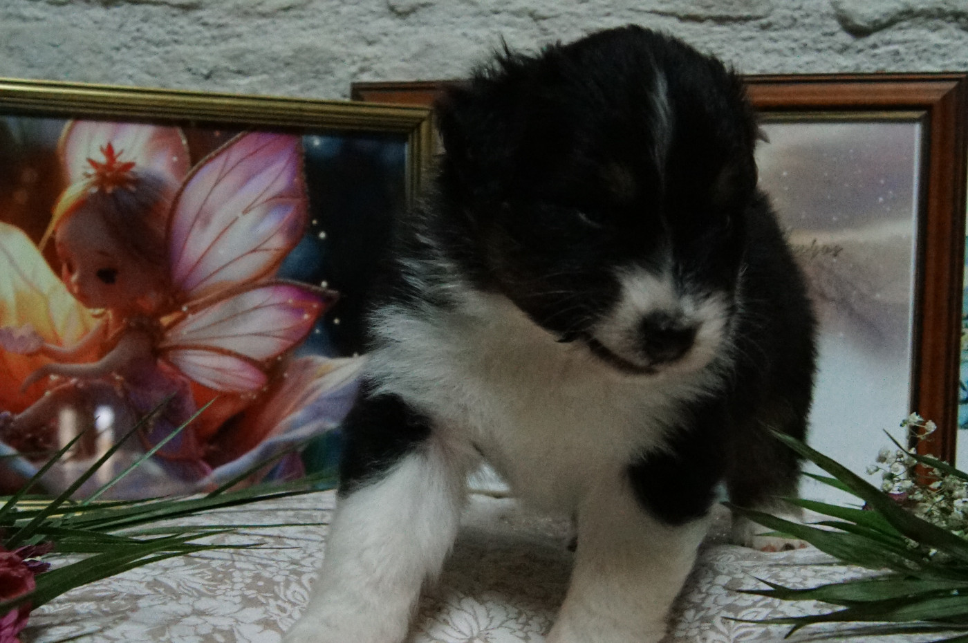 Elevage Des Anges De Peonie - Chiots disponibles - Berger Australien