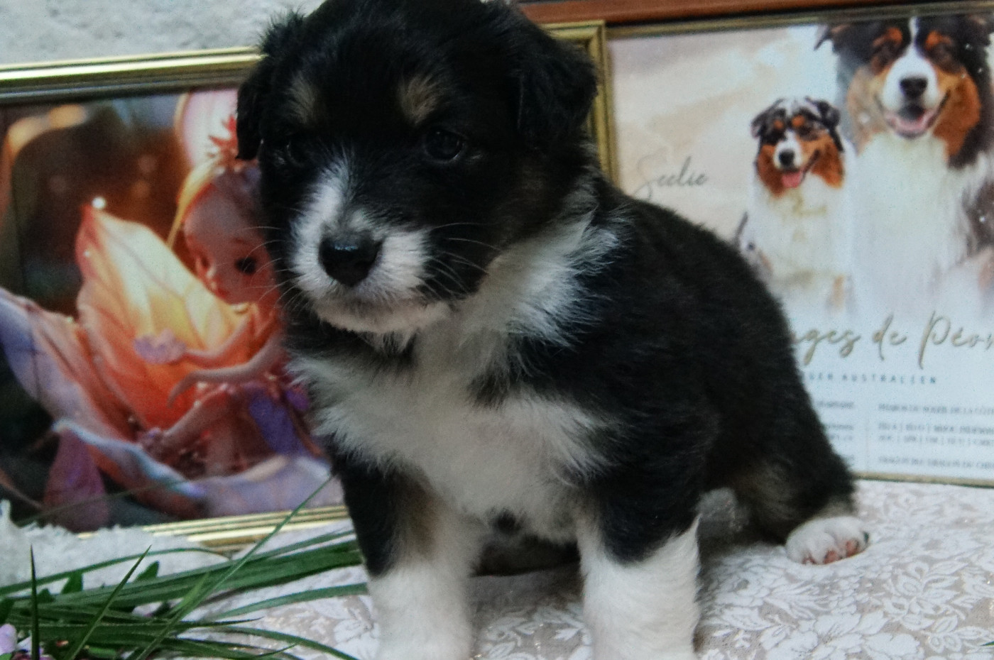 Elevage Des Anges De Peonie - Chiots disponibles - Berger Australien