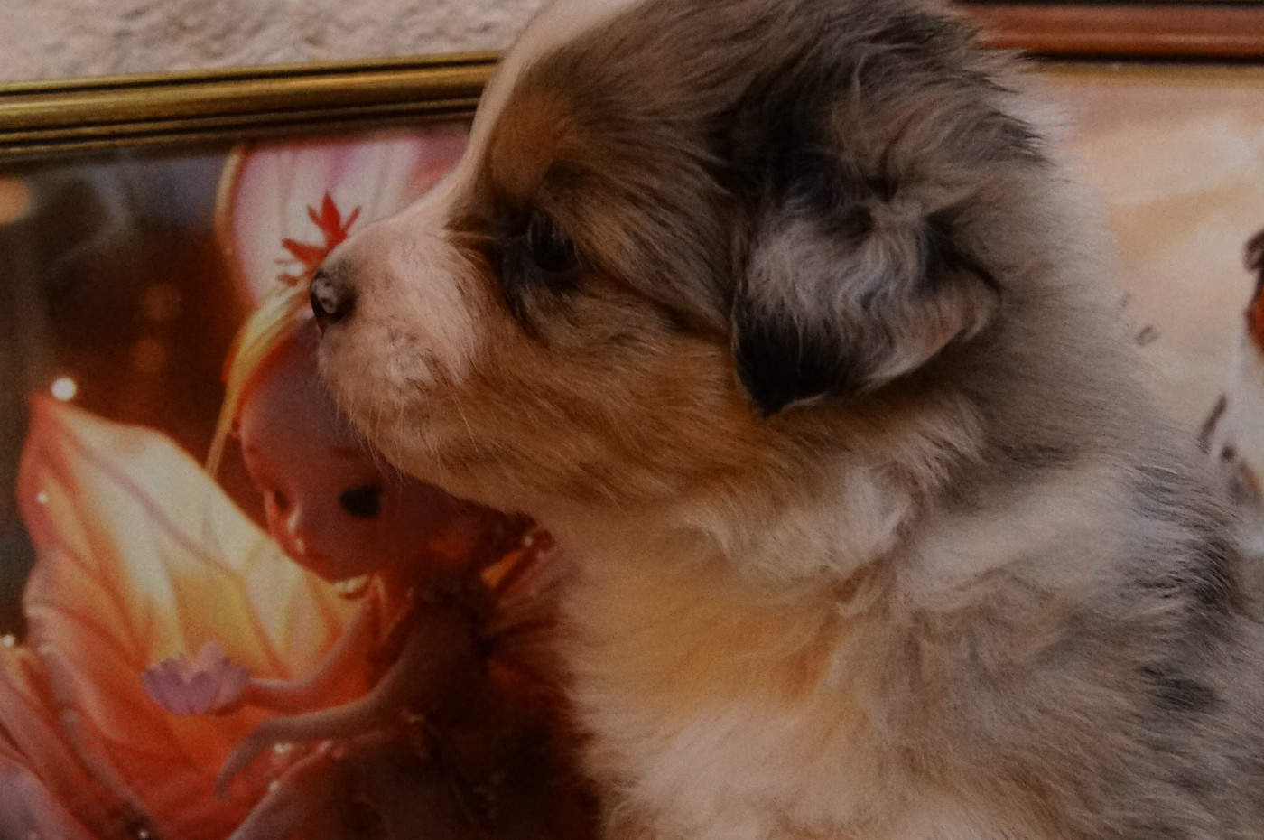 Elevage Des Anges De Peonie - Chiots disponibles - Berger Australien