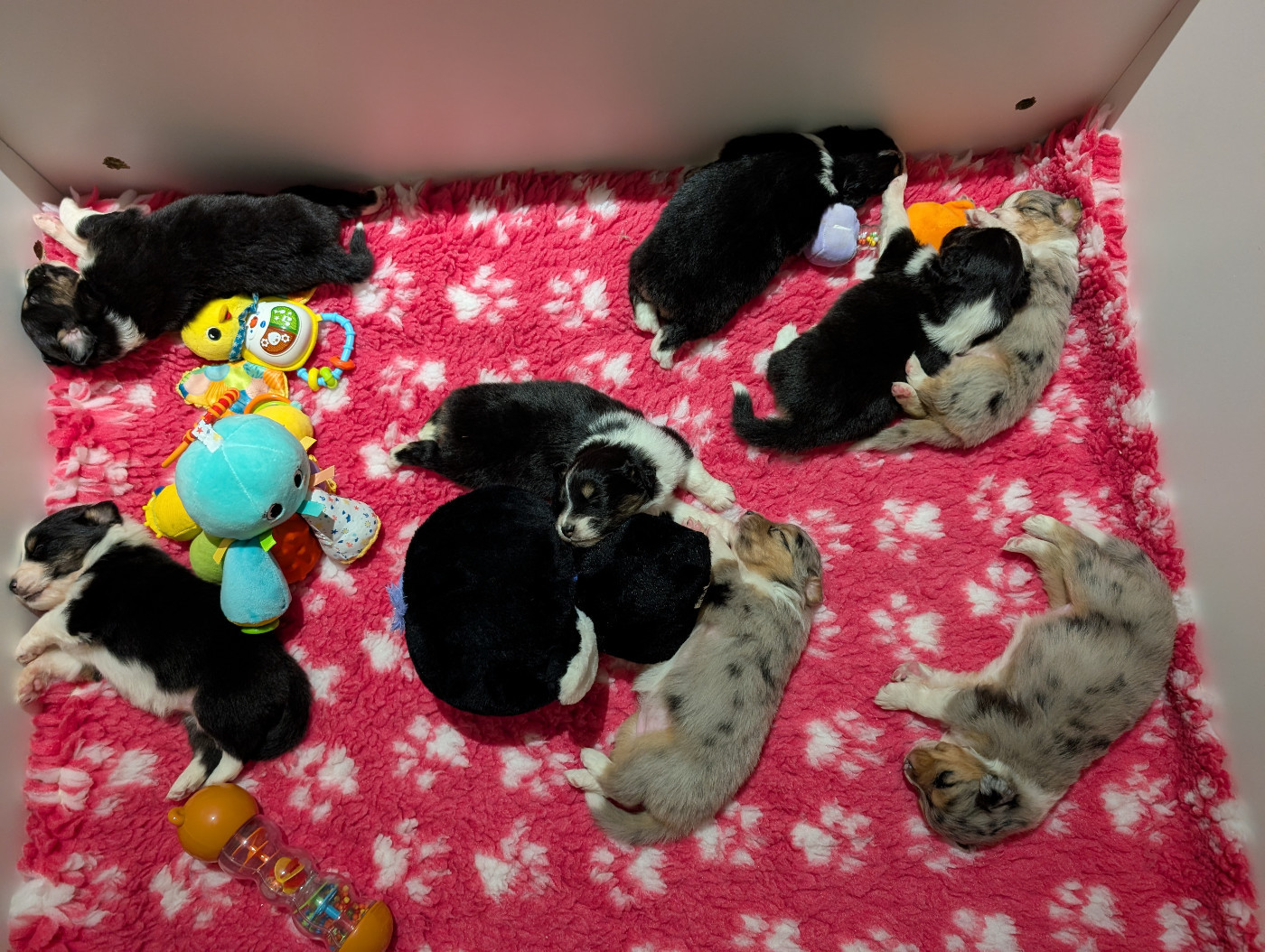 Chiot Berger Australien Elevage Des Anges De Peonie