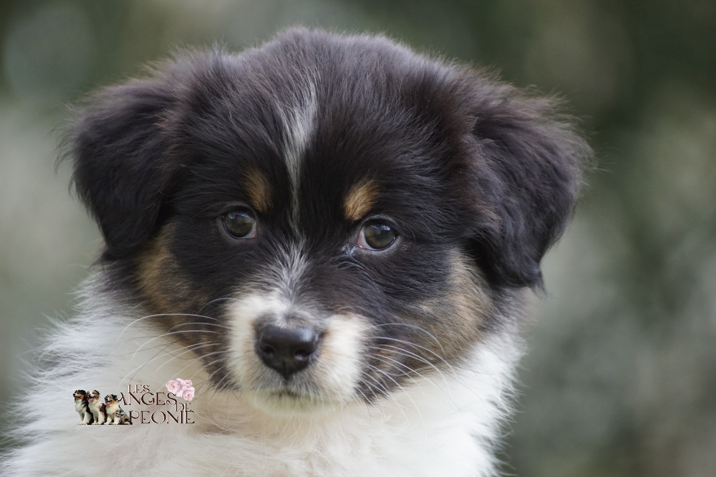 Elevage Des Anges De Peonie - Chiots disponibles - Berger Australien